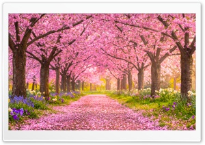 Spring Cherry Blossom Path 4K UHD Wallpaper for Widescreen and UltraWide Desktop, UltraHD TV, Smartphone, Tablet