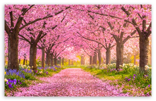 Spring Cherry Blossom Path UltraHD Wallpaper for UHD 16:9 ; HD 16:9 ; UltraWide 21:9 24:10 32:9 32:10 ; Widescreen 16:10 ; Tablet 1:1 ; Mobile 9:16 9:19.5 9:20 9:21 9:22 ; Dual 16:10 16:9 ;