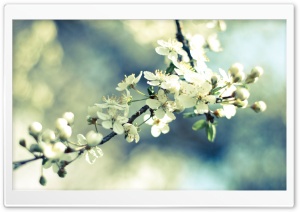 Spring Cherry Blossoms Ultra HD Wallpaper for 4K UHD Widescreen desktop, tablet & smartphone