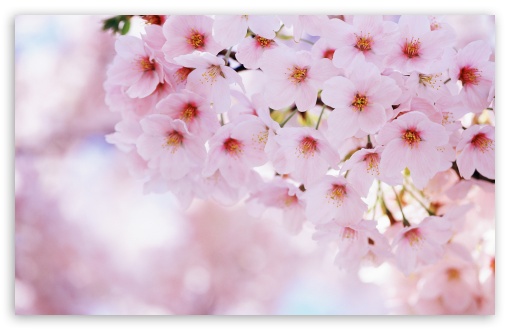 Spring Season Flowers Ultra HD Desktop Background Wallpaper for 4K UHD TV :  Multi Display, Dual Monitor : Tablet : Smartphone