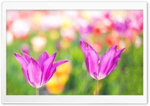 Spring Colorful Tulips Ultra HD Wallpaper for 4K UHD Widescreen desktop, tablet & smartphone