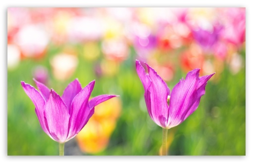 Spring Colorful Tulips UltraHD Wallpaper for 8K UHD TV 16:9 Ultra High Definition 2160p 1440p 1080p 900p 720p ; UltraWide 21:9 24:10 32:10 ; Widescreen 16:10 5:3 WHXGA WQXGA WUXGA WXGA WGA ; Fullscreen 4:3 5:4 3:2 UXGA XGA SVGA QSXGA SXGA DVGA HVGA HQVGA ( Apple PowerBook G4 iPhone 4 3G 3GS iPod Touch ) ; Tablet 1:1 ; Mobile 9:16 2:3 3:5 3:4 - ; Dual 16:10 5:3 16:9 4:3 5:4 3:2 WHXGA WQXGA WUXGA WXGA WGA 2160p 1440p 1080p 900p 720p UXGA XGA SVGA QSXGA SXGA DVGA HVGA HQVGA ( Apple PowerBook G4 iPhone 4 3G 3GS iPod Touch ) ;