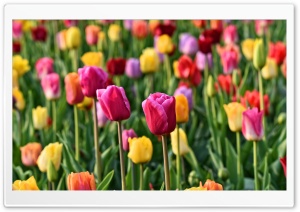 Spring Colorful Tulips Background Ultra HD Wallpaper for 4K UHD Widescreen desktop, tablet & smartphone