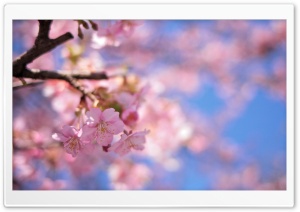 Spring Colors Ultra HD Wallpaper for 4K UHD Widescreen desktop, tablet & smartphone