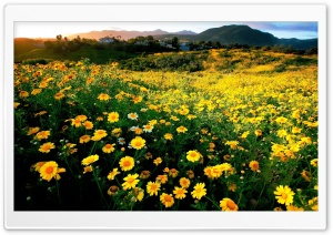 Spring comes early to southern California Ultra HD Wallpaper for 4K UHD Widescreen desktop, tablet & smartphone