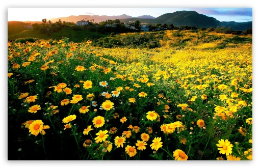 Spring comes early to southern California UltraHD Wallpaper for 8K UHD TV 16:9 Ultra High Definition 2160p 1440p 1080p 900p 720p ; Widescreen 16:10 5:3 WHXGA WQXGA WUXGA WXGA WGA ; Fullscreen 4:3 5:4 3:2 UXGA XGA SVGA QSXGA SXGA DVGA HVGA HQVGA ( Apple PowerBook G4 iPhone 4 3G 3GS iPod Touch ) ; Tablet 1:1 ; Mobile 3:5 3:4 - ;