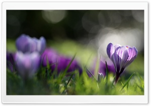Spring Crocus Ultra HD Wallpaper for 4K UHD Widescreen desktop, tablet & smartphone