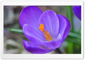 Spring Crocus Blossom Ultra HD Wallpaper for 4K UHD Widescreen desktop, tablet & smartphone