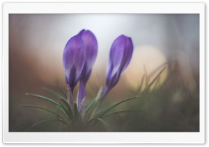 Spring Crocus Flower Ultra HD Wallpaper for 4K UHD Widescreen desktop, tablet & smartphone