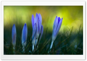 Spring Crocus Flowers Ultra HD Wallpaper for 4K UHD Widescreen desktop, tablet & smartphone