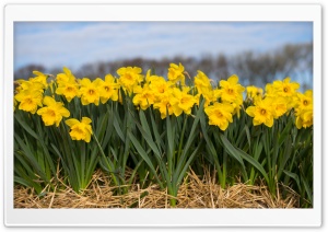 Spring Daffodils Flowers Ultra HD Wallpaper for 4K UHD Widescreen desktop, tablet & smartphone
