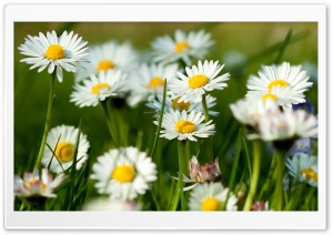 Spring Daisies Ultra HD Wallpaper for 4K UHD Widescreen desktop, tablet & smartphone