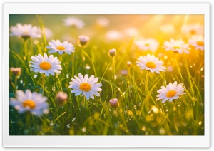 Spring Daisies, Golden Sunlight 4K UHD Wallpaper for Widescreen and UltraWide Desktop, UltraHD TV, Smartphone, Tablet