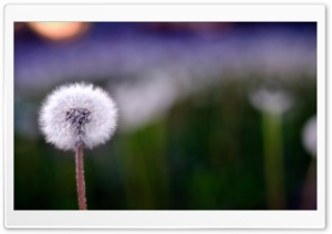Spring Dandelion Ultra HD Wallpaper for 4K UHD Widescreen desktop, tablet & smartphone