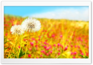 Spring Dandelions Ultra HD Wallpaper for 4K UHD Widescreen desktop, tablet & smartphone
