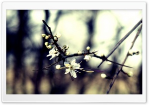 Spring Dreaming Ultra HD Wallpaper for 4K UHD Widescreen desktop, tablet & smartphone