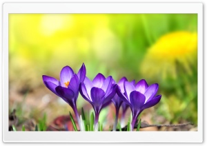 Spring Easter Ultra HD Wallpaper for 4K UHD Widescreen desktop, tablet & smartphone