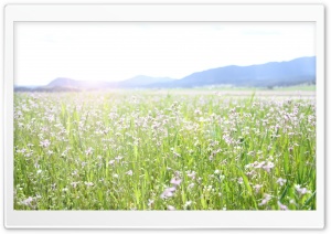 Spring Field Ultra HD Wallpaper for 4K UHD Widescreen desktop, tablet & smartphone