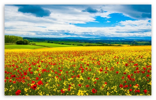 Spring Field UltraHD Wallpaper for Wide 16:10 5:3 Widescreen WHXGA WQXGA WUXGA WXGA WGA ; 8K UHD TV 16:9 Ultra High Definition 2160p 1440p 1080p 900p 720p ; Standard 4:3 5:4 3:2 Fullscreen UXGA XGA SVGA QSXGA SXGA DVGA HVGA HQVGA ( Apple PowerBook G4 iPhone 4 3G 3GS iPod Touch ) ; Tablet 1:1 ; iPad 1/2/Mini ; Mobile 4:3 5:3 3:2 16:9 5:4 - UXGA XGA SVGA WGA DVGA HVGA HQVGA ( Apple PowerBook G4 iPhone 4 3G 3GS iPod Touch ) 2160p 1440p 1080p 900p 720p QSXGA SXGA ;