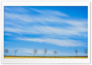 Spring, Field, Row of Trees, Skyline Ultra HD Wallpaper for 4K UHD Widescreen desktop, tablet & smartphone