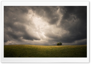Spring, Field, Two Tree, Storm Clouds, Dark Sky Ultra HD Wallpaper for 4K UHD Widescreen desktop, tablet & smartphone