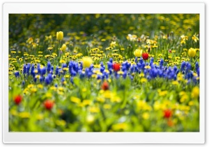 Spring Fling Ultra HD Wallpaper for 4K UHD Widescreen desktop, tablet & smartphone