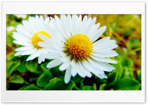 Spring Flower 4K UHD Wallpaper for Widescreen and UltraWide Desktop, UltraHD TV, Smartphone, Tablet