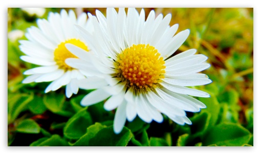 Spring Flower UltraHD Wallpaper for HD 16:9 ;