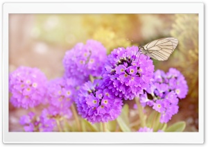 Spring Flowers and Butterflies Ultra HD Wallpaper for 4K UHD Widescreen desktop, tablet & smartphone
