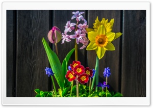 Spring Flowers Background Ultra HD Wallpaper for 4K UHD Widescreen desktop, tablet & smartphone