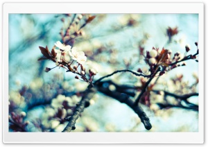 Spring Flowers Branch Ultra HD Wallpaper for 4K UHD Widescreen desktop, tablet & smartphone
