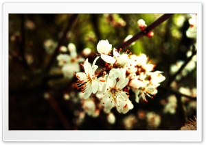 Spring Flowers Bundle Ultra HD Wallpaper for 4K UHD Widescreen desktop, tablet & smartphone