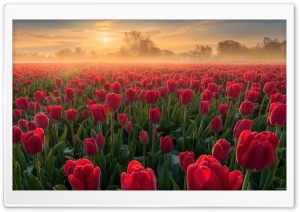 Spring, Flowers, Field, Morning Glow 4K UHD Wallpaper for Widescreen and UltraWide Desktop, UltraHD TV, Smartphone, Tablet