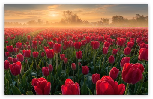 Spring, Flowers, Field, Morning Glow UltraHD Wallpaper for UHD 16:9 ; HD 16:9 ; UltraWide 21:9 24:10 32:9 32:10 ; Widescreen 16:10 5:3 ; Fullscreen 4:3 5:4 3:2 ; Tablet 1:1 ; Mobile 9:16 9:19.5 9:20 9:21 9:22 10:16 2:3 3:5 3:4 ; Dual 16:10 5:3 16:9 4:3 5:4 3:2 ;