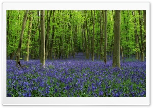 Spring Flowers, Green Trees, Forest Ultra HD Wallpaper for 4K UHD Widescreen desktop, tablet & smartphone