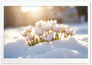 Spring Flowers in Snow Ultra HD Wallpaper for 4K UHD Widescreen Desktop, Lockscreen, Screensaver, TV, Tablet, Smartphone