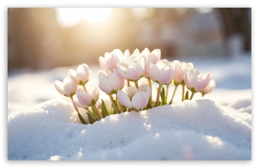 Spring Flowers in Snow UltraHD Wallpaper for UHD 16:9 ; HD 16:9 ; UltraWide 21:9 24:10 32:9 32:10 ; Widescreen 16:10 5:3 ; Fullscreen 5:4 3:2 ; Tablet 1:1 ; Mobile 9:16 9:19.5 9:20 9:21 9:22 10:16 2:3 3:5 3:4 ; Dual 16:10 5:3 16:9 4:3 5:4 3:2 ;
