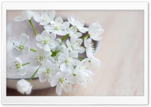 Spring Flowers Macro Ultra HD Wallpaper for 4K UHD Widescreen desktop, tablet & smartphone