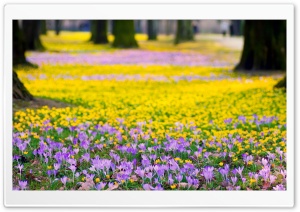Spring Flowers Meadow Ultra HD Wallpaper for 4K UHD Widescreen desktop, tablet & smartphone
