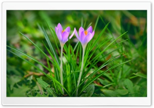 Spring Flowers Purple Crocus Ultra HD Wallpaper for 4K UHD Widescreen desktop, tablet & smartphone