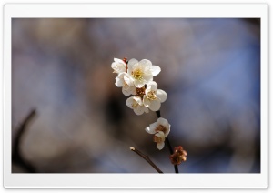 Spring Flowers Twig Ultra HD Wallpaper for 4K UHD Widescreen desktop, tablet & smartphone