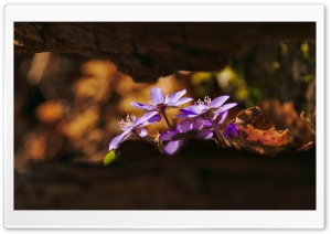 Spring Forest Flowers Ultra HD Wallpaper for 4K UHD Widescreen desktop, tablet & smartphone
