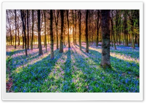 Spring, Forest, Flowers Ultra HD Wallpaper for 4K UHD Widescreen desktop, tablet & smartphone