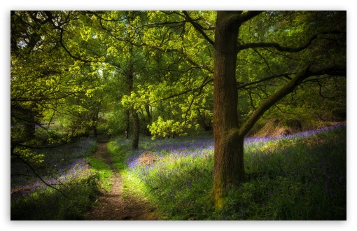 Spring Forest Flowers Beside the Path UltraHD Wallpaper for UHD 16:9 ; HD 16:9 ; UltraWide 21:9 24:10 ; Widescreen 16:10 5:3 ; Fullscreen 4:3 5:4 3:2 ; Tablet 1:1 ; Mobile 9:16 9:19.5 9:20 9:21 9:22 10:16 2:3 3:5 3:4 ;