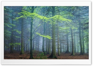 Spring Forest In Fog Ultra HD Wallpaper for 4K UHD Widescreen desktop, tablet & smartphone