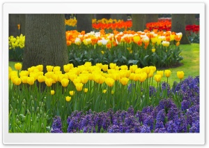 Spring Garden Keukenhof Gardens Lisse Holland Ultra HD Wallpaper for 4K UHD Widescreen desktop, tablet & smartphone