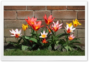 Spring Garden Tulips Ultra HD Wallpaper for 4K UHD Widescreen desktop, tablet & smartphone