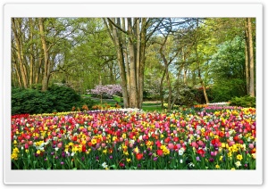 Spring Gardens in Holland Ultra HD Wallpaper for 4K UHD Widescreen desktop, tablet & smartphone