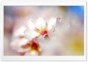 Spring Glow Ultra HD Wallpaper for 4K UHD Widescreen desktop, tablet & smartphone