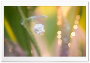 Spring Golden Bokeh Ultra HD Wallpaper for 4K UHD Widescreen desktop, tablet & smartphone